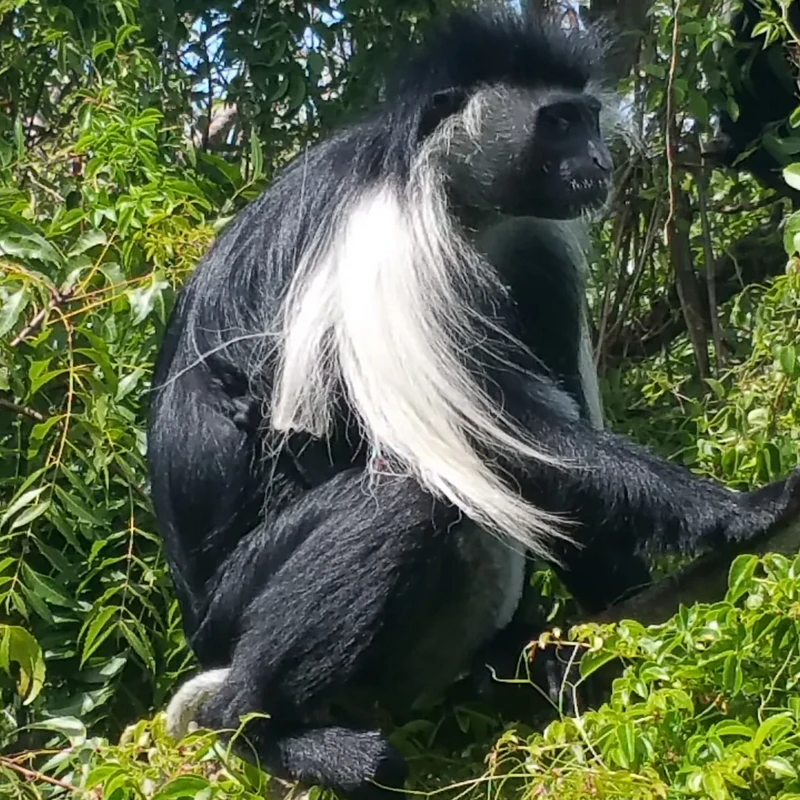 Colobus monkey in the coastal forest