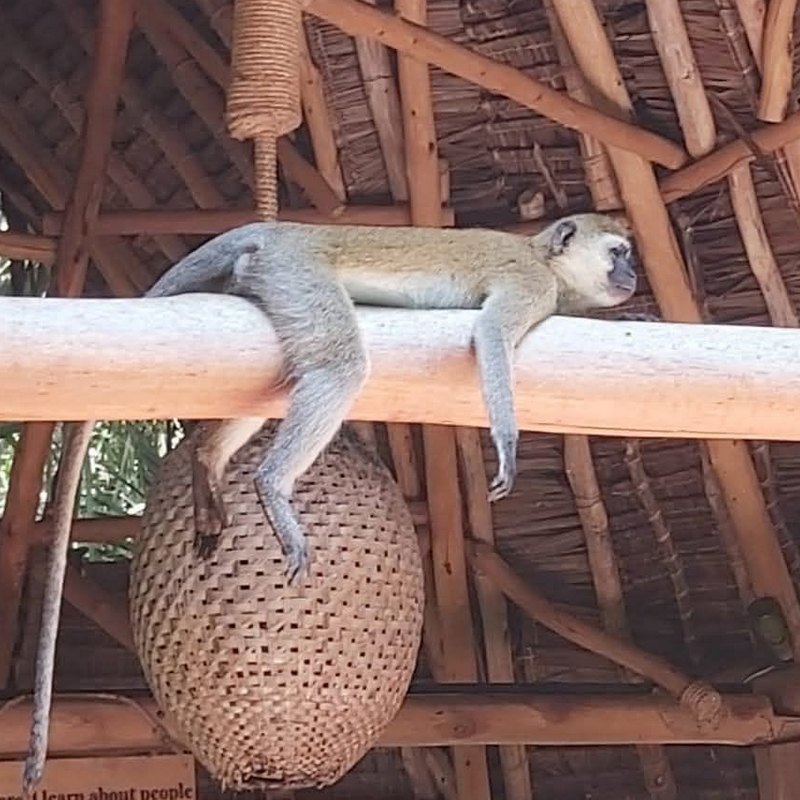 Squirrels in the garden
