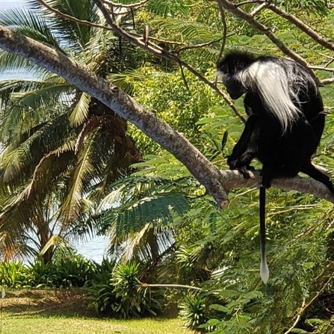Colobus gazing over the ocean