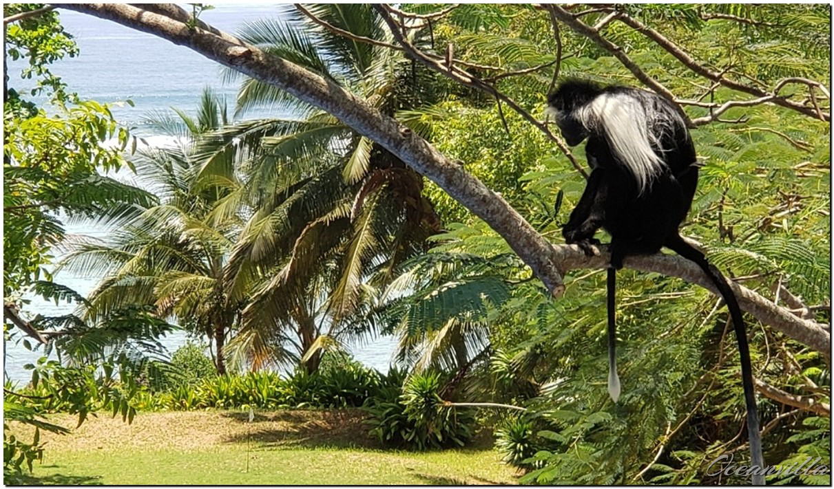 Colobus monkey watching the ocean
