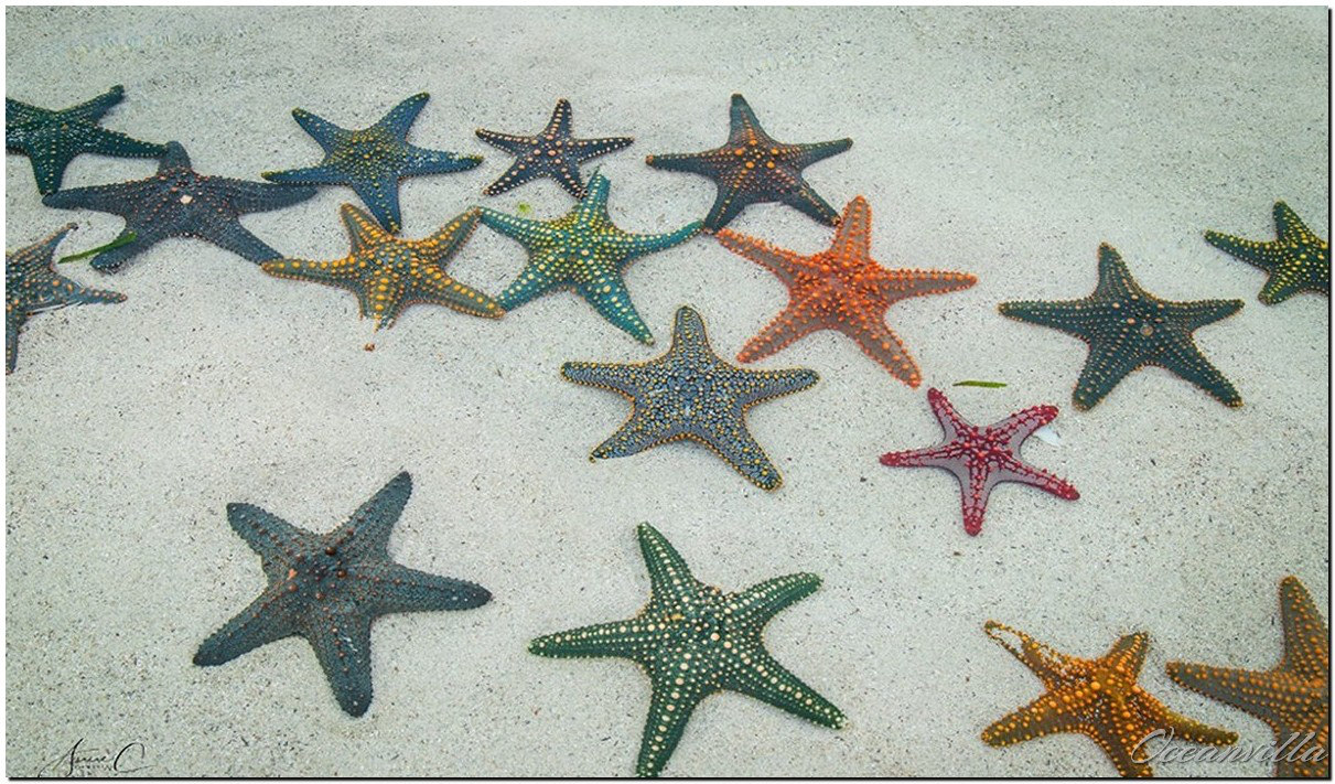 Starfish Island 5 minutes from your villa